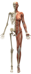 musculos cuerpo humano